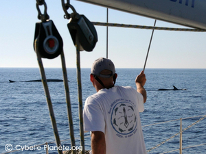 Cybelle Planète : les expéditions cétacés 2020 sont maintenues