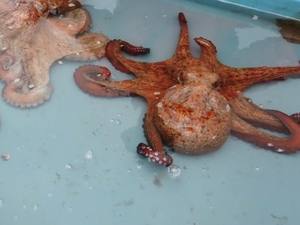 Marseille, poulpe sur la ville