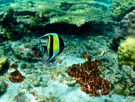 Papillon cocher dans un récif corallien