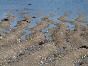 Confinement et grandes marées : la pêche à pied est interdite rappelle la Préfecture maritime
