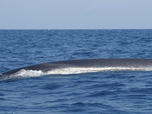 Deux rorquals aperçus au large des Calanques de Marseille