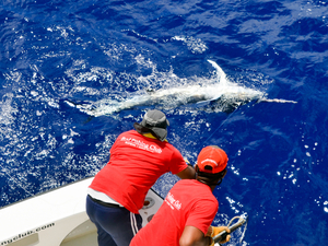 Rodrigues, la Mascareigne sans sucre