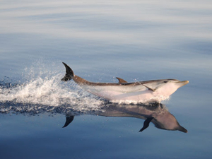 Cybelle Planète : expéditions dans le sanctuaire Pélagos dès mi-juillet