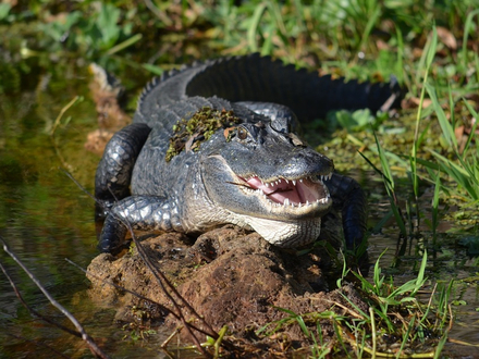 Les alligators ont une peau grise et noire. Les alligators ont une peau grise et noire.