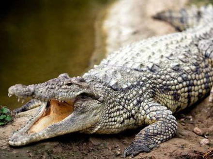 Le museau du crocodile est fin et forme une sorte de "V". Le museau du crocodile est fin et forme une sorte de "V".