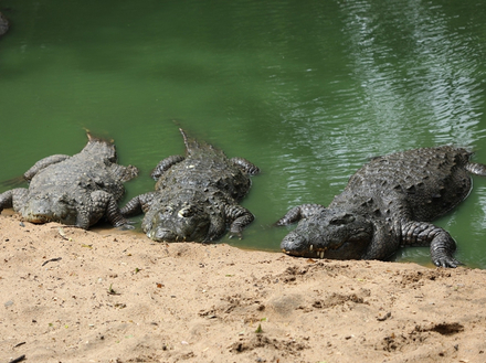 L'animal possède une sorte de filtre dans sa bouche qui lui permet de plonger aussi bien dans de l'eau douce que dans de l'eau salée.   L'animal possède une sorte de filtre dans sa bouche qui lui permet de plonger aussi bien dans de l'eau douce que dans de l'eau salée.