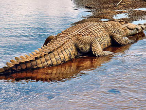 Alligator, caïman et crocodile, quelles différences ?