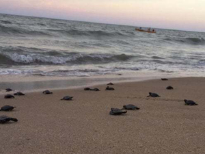 Brésil : les plages sont désertes, les tortues en profitent