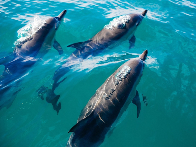 La Dolphin Bay est le spot parfait pour aller admirer les dauphins qui viennent fréquemment nager au large d'Abu Dhabi. Nautisme Article