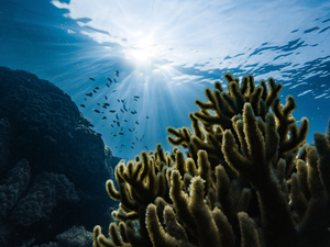 Ocean As Common : « Notre Océan, ce trésor en péril »