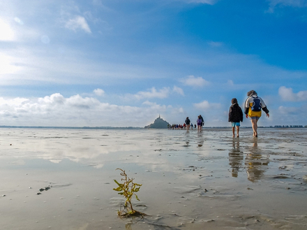 Il y a également une reprise d?une activité emblématique du Mont : la traversée de la baie avec des guides agréés. Il y a également une reprise d?une activité emblématique du Mont : la traversée de la baie avec des guides agréés.