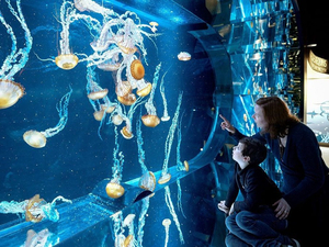 Réouverture de NAUSICAA, Centre National de la Mer, depuis le jeudi 4 juin