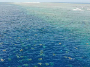 Australie : des drones pour recenser et mieux protéger les tortues marines