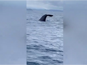 Rencontre filmée entre une baleine et des plaisanciers dans le Var !