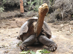 Galapagos : Diego, la tortue accro au sexe qui a sauvé son espèce, de retour sur son île