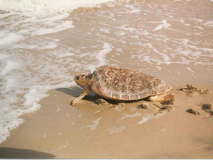 Une tortue marine vient pondre ses oeufs sur la plage publique de Fréjus