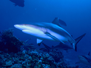Des caméras sous-marines révèlent le déclin inquiétant des populations de requins