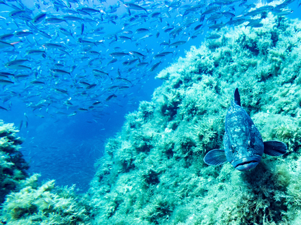 Les spots de plongée sont beaucoup plus disponibles dans les îles d'Or avec des bouées à poste et bien entretenues sur les plus beaux spots dédiés aux plongeurs.