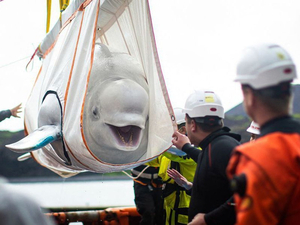 Après des années de captivité, deux bélugas redécouvrent la liberté en Islande