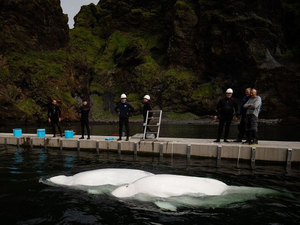Après des années de captivité, deux bélugas redécouvrent la liberté en Islande