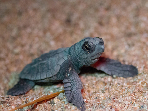 En Méditerranée française, des kits de protection pour les nids de tortues