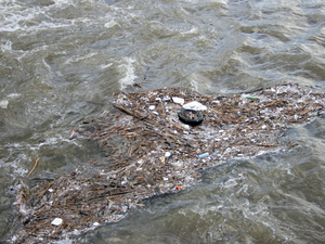 Les fonds marins jonchés de 14 millions de tonnes de microplastiques, selon une étude australienne