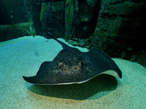 Deux nouvelles raies dans le grand bassin de la Haute Mer de Nausicaá