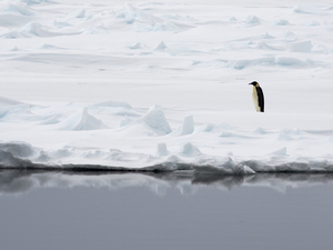 Un iceberg géant menace des colonies de manchots en Atlantique Sud