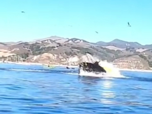 Vidéo : des kayakistes se font « avaler » par une baleine en Californie 