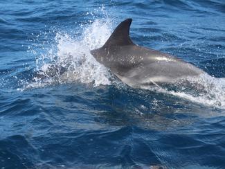 Captures accidentelles de dauphins : les...