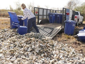 Sur les côtes du Texas, les coquilles d'huîtres sont recyclées en récifs