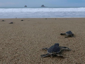 Des petites tortues s'élancent vers la liberté sur une plage d'Indonésie