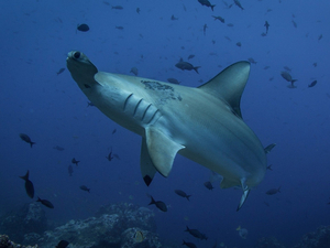 Le déclin des populations de requins laisse un trou croissant dans la vie océanique