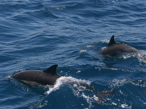 Captures de dauphins : le plan de protection détaillé