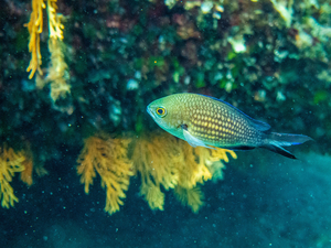 Plongées dans les îles d'Or
