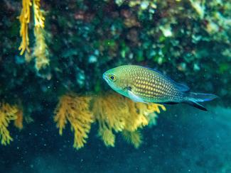 Plongées dans les îles d'Or