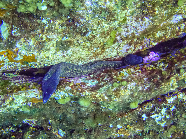 Murène Nautisme Article