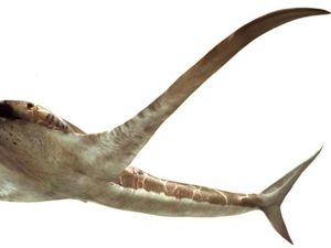 Le requin-aigle, un planeur des mers qui se nourissait de plancton