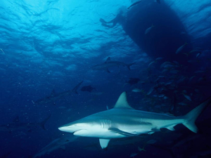 L'usage de répulsifs anti-requins peut réduire le nombre des attaques, selon une étude