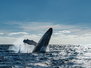 Au Mexique, observer les baleines pour oublier la pandémie