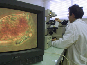 Une microalgue toxique pour l'homme, aussi nuisible aux huîtres et poissons