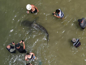 En Israël, des requins affluent sur la côte... au grand bonheur des baigneurs