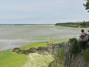 Algues vertes : dépôts très importants en baie de Saint-Brieuc