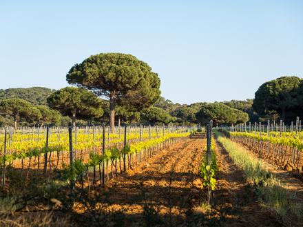 Domaine de la Courtade - Fondation Carmignac Domaine de la Courtade - Fondation Carmignac