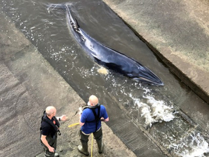 Inquiétude pour une jeune baleine perdue dans la Tamise
