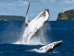Événements médiatiques prévus en marge du G7 pour la protection de l'Océan