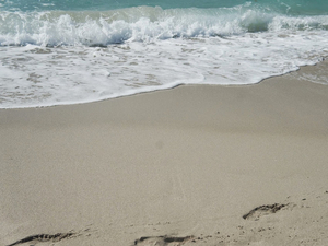 Kit scolaire zéro déchet, poisson durable à la cantine: les idées de jeunes Bretons pour la protection des océans