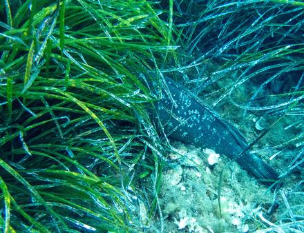 Mérou caché dans les posidonies Nautisme Article