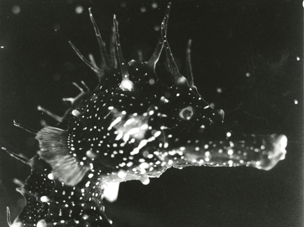 Jean Painlevé Buste de l'Hippocampe, 1931