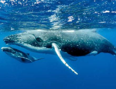 La plongée avec les baleines Nautisme Article